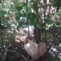 مرغ و خروس سفید