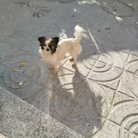 سگ پاپی به قیمت پایین