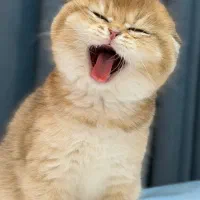 گربه بی نظیر اسکاتیش طلانما