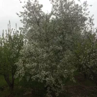 باغ بر جاده ، بالاتر از قزفخری ، کنار کانال آب