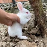 خرگوش|موش و خرگوش|کردکوی, |دیوار