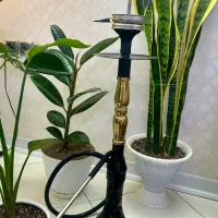 قلیان عربی نو