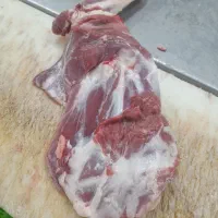 لاشه گوسفندی