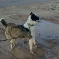 سگ سرابی