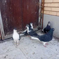 کبوتر