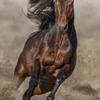 توزیع ماسه بادی مخصوص مانژ اسب سواری و سوارکاری