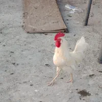 مرغ و خروس