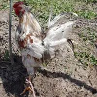 خروس زینتی ریشدار