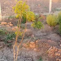 فروش-خانه-باغ-شرایط-عالی-سرشار-از-آب