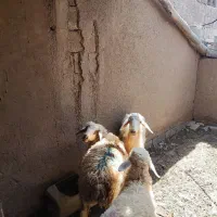 گوسفند