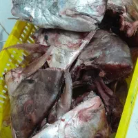 سر ماهی جش