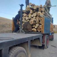 خریدار صنوبر