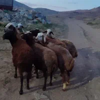 گوسفند