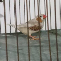 فنچ کینگ نر مست معاوضه با فنچ زبرا نر