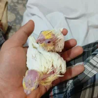 ۱جفت جوجه عروس