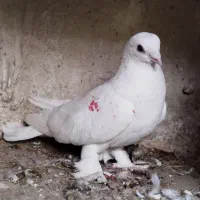 پرنده