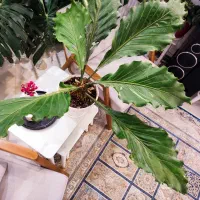 گیاه آنتوریوم موج عشق