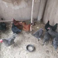 مرغ و خروس