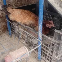 مرغ
