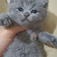 توله های زیبا از همه نژاد