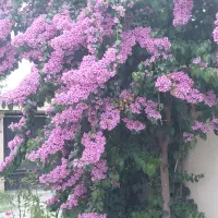 هرس واحیای فظای سبز و گلدان های داخلی