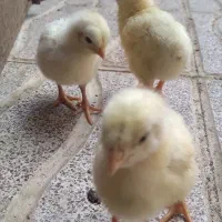 جوجه مرغ