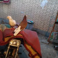 کفتر سالم