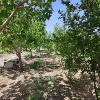 باغ چهار دیوار نجم آباد شهرری