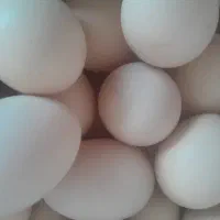 تخم‌مرغ محلی ارگانیک