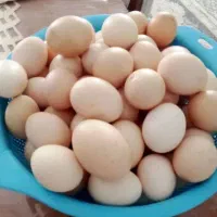 تخم مرغ خانگی