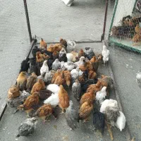 انواع جوجه،مرغ،خروس