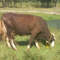 گاو سیمینتال مور با گوساله
