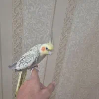 عروس هلندی گل باقالی ماده