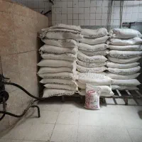 نیازمند شاطر بربری