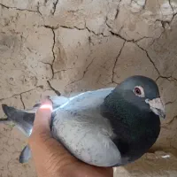 سبز نر عتیقه
