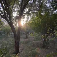 باغ|فروش خانه و ویلا|سلفچگان, |دیوار