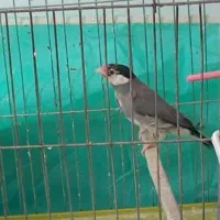فنچ نرگسی نر مست مست