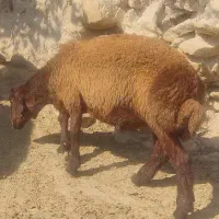بره قوچی همو