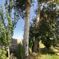 خرید و برش درختان خشگ تر