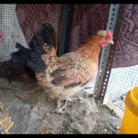 مرغ و خروس محلی
