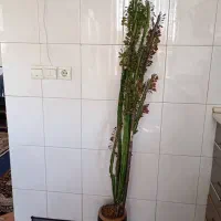 گل کاکتوس افروبیا
