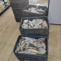 ماهی تازه