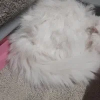 گربه پرشین خانگی فیسش سوپر فلت