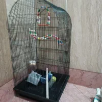 قفس عروس هلندی کاسکو