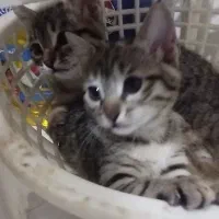 گربه واگذارمیشود