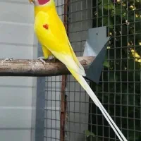 پرنده سرای طوطی کارن