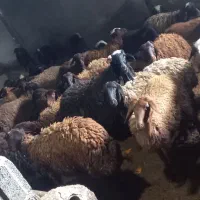 فروش انواع گوسفند زنده