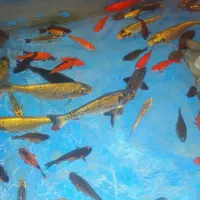 ماهی قرمز ، ماهی کوی مولد