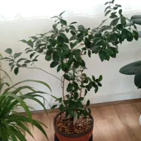گل طبیعی  بنسای زاموفیلیا،پتوس،دیفن باخیا