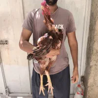 تخم‌مرغ‌لاری